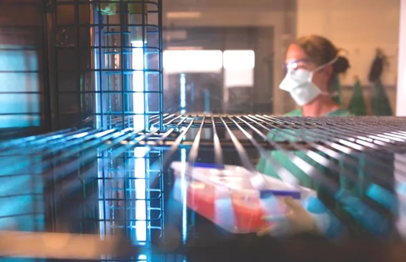 Scientist conducting cell culture in Biosafety Level 3 laboratory (BSL-3) or Physical Containment 3 (PC3) laboratory