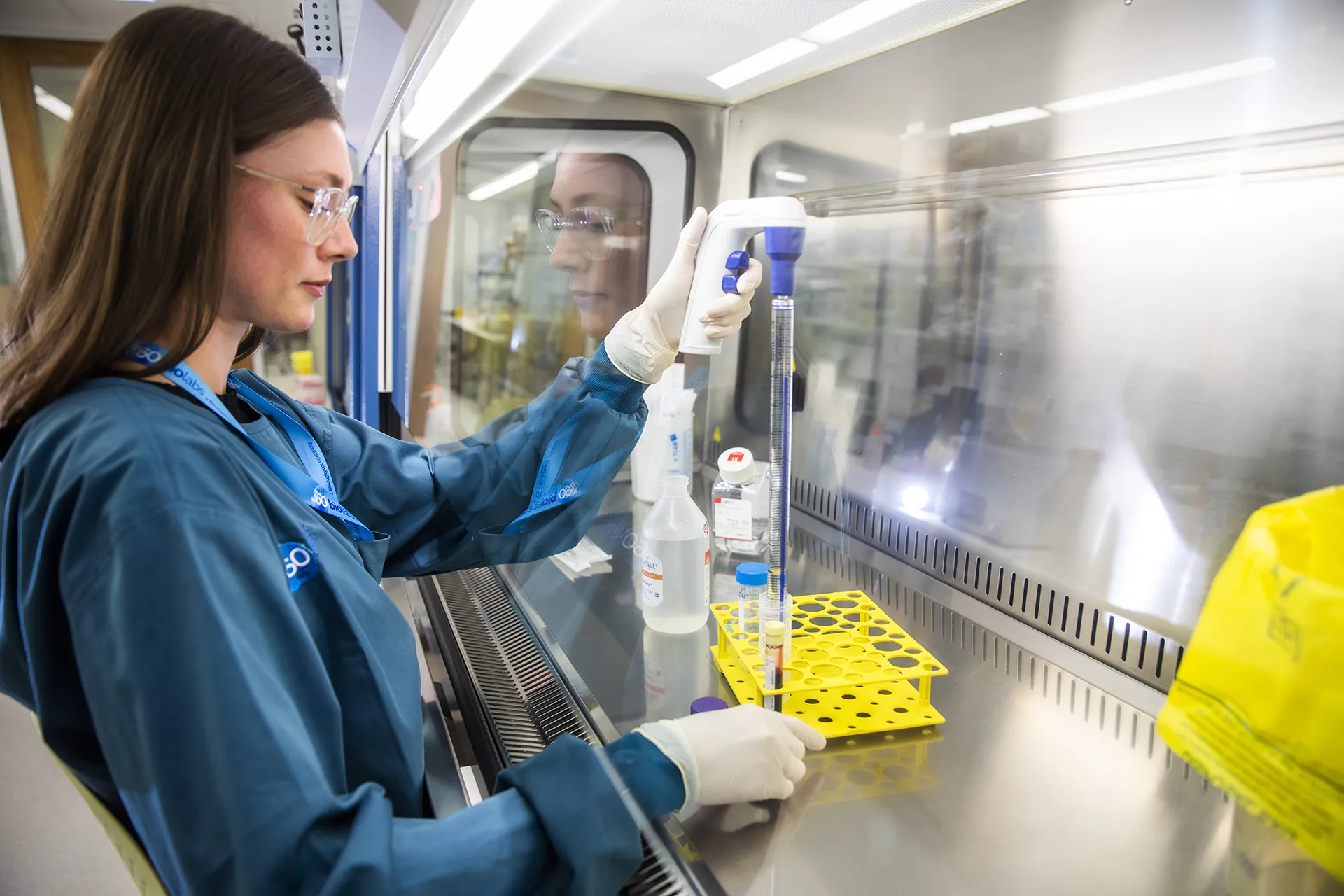 Scientists working in biosafety cabinet preparing PBMC isolation for ELISpot