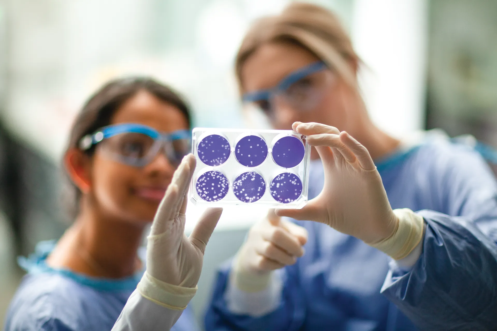 Two scientists reading viral plaques from a plaque assay